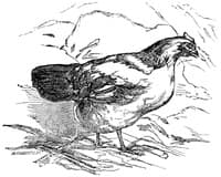 The Fox and the Geese; and The Wonderful History of Henny-Penny