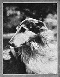 Lad: A Dog book cover