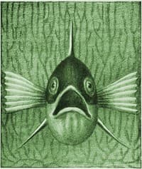 Einheimische Fische; Die Süßwasserfische unsrer Heimat book cover