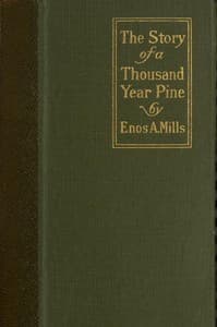 The Story of a Thousand-Year Pine