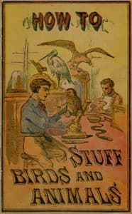 How to stuff birds and animals