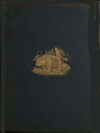 The Romance of the Woods
