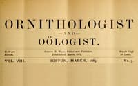 The Ornithologist and Oölogist. Vol. VIII No. 3, March 1883
Birds: Their Nests and Eggs