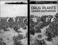 Drug Plants Under Cultivation book cover