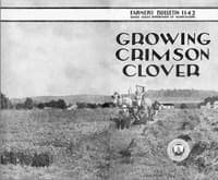 Growing Crimson Clover