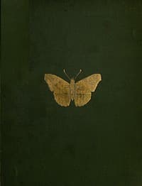 The Butterflies and Moths of Teneriffe