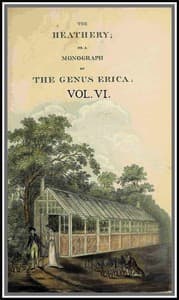 The heathery; or, A monograph of the genus Erica. vol. 6