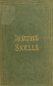 Beautiful shells