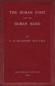The human foot and the human hand